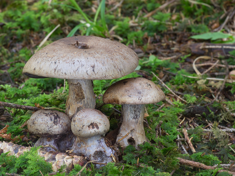 Cortinarius cyanites